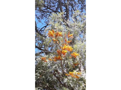 Grevillea robusta